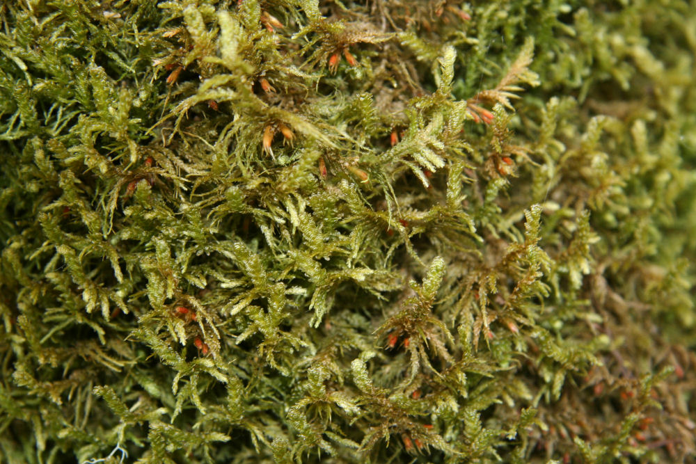 Small-flat Moss at Our Pleasant Hill Home