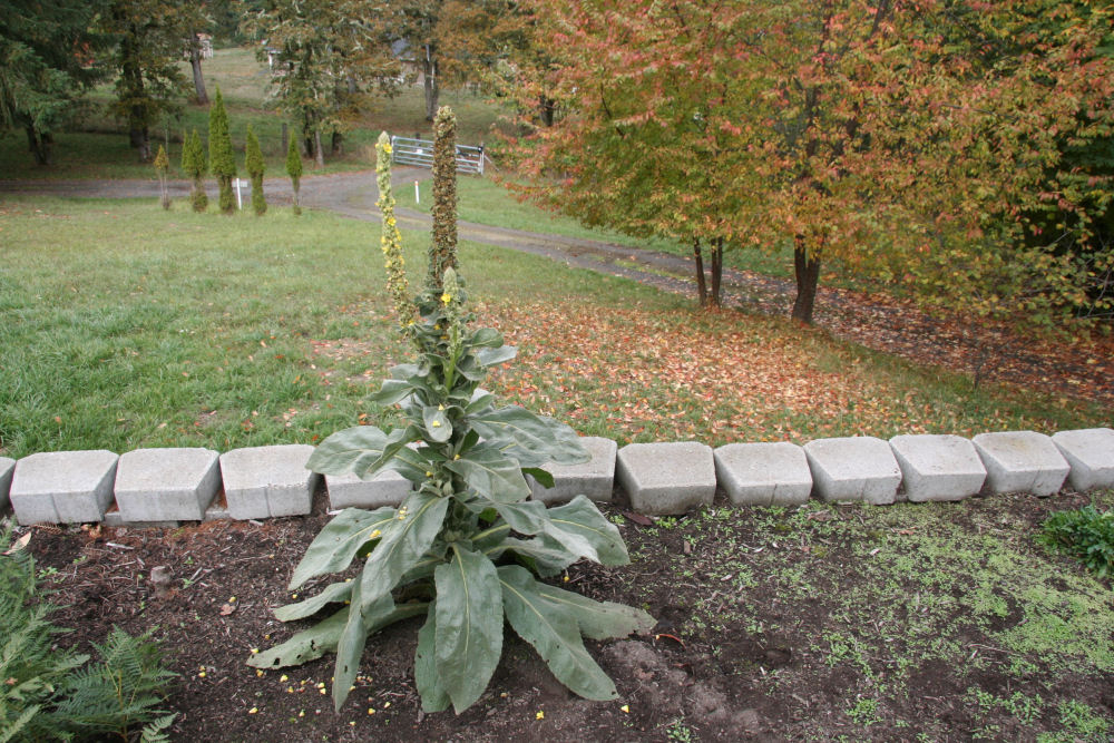 Wooly Mullein at Our Pleasant Hill Home