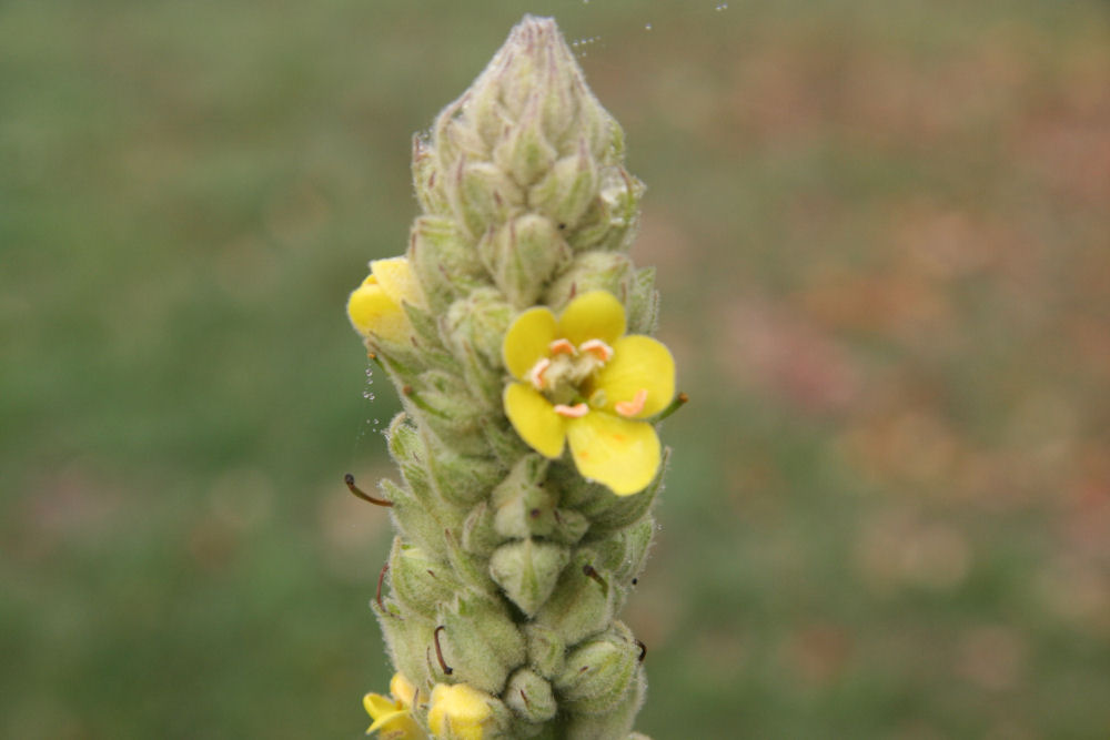 Wooly Mullein at Our Pleasant Hill Home