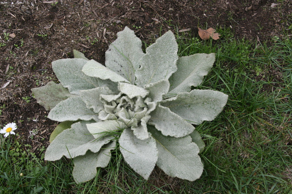 Wooly Mullein at Our Pleasant Hill Home