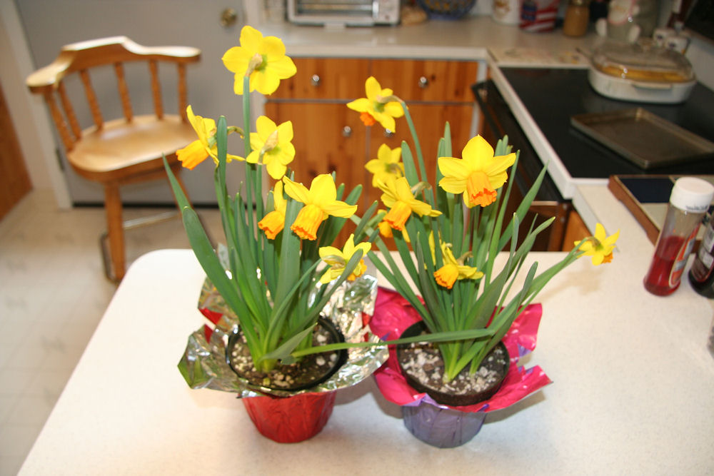 Yellow with Red Cup Narcissus at Our Pleasant Hill Home