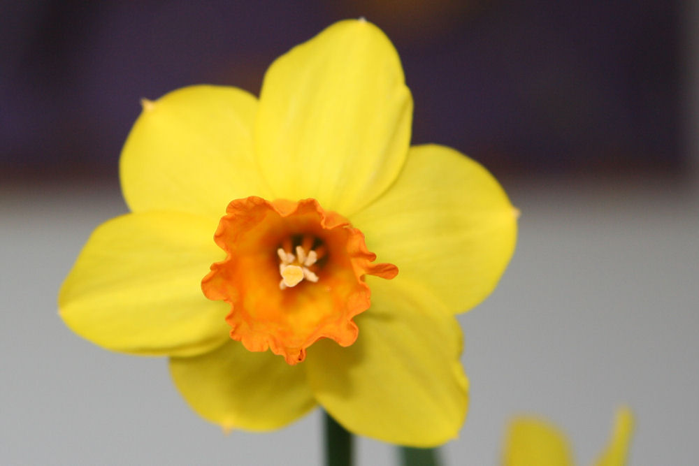 Yellow with Red Cup Narcissus at Our Pleasant Hill Home