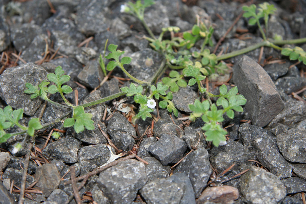 Small-flowered Nemophila at Our Pleasant Hill Home