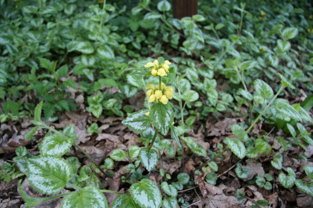 Golden Nettle at Our Pleasant Hill Home