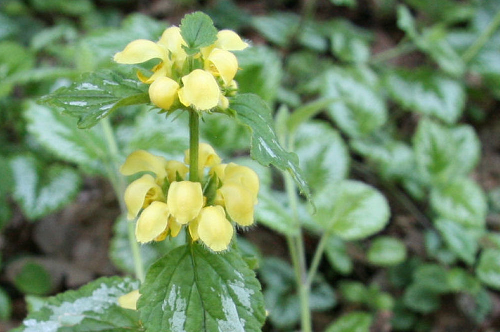 Golden Nettle at Our Pleasant Hill Home