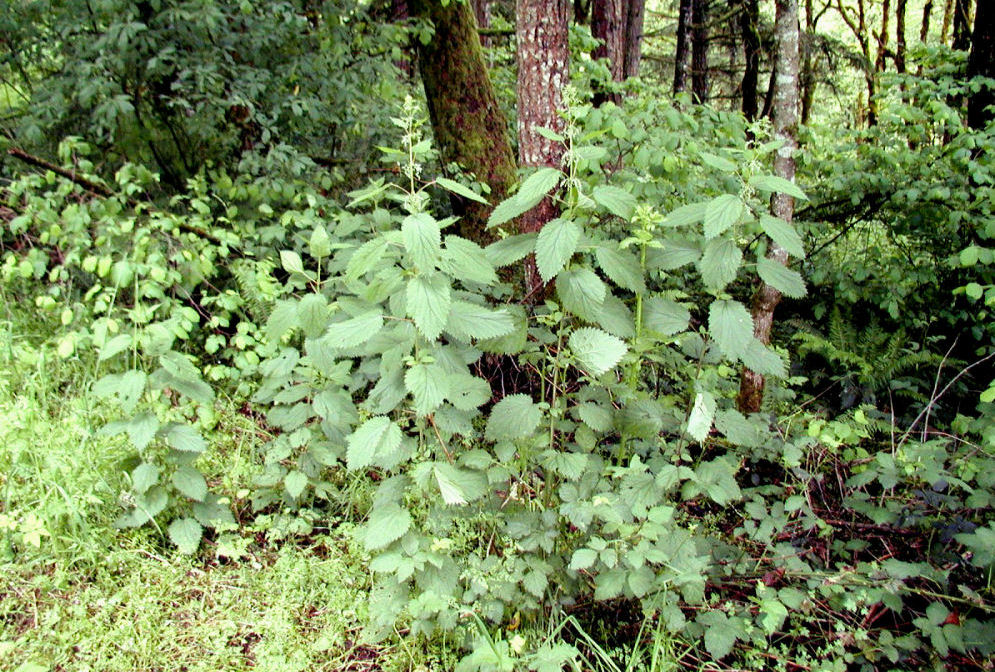 Stinging Nettle at Our Pleasant Hill Home