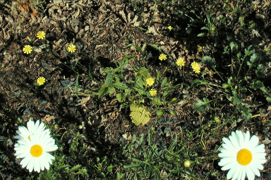 Nipplewort at Our Pleasant Hill Home