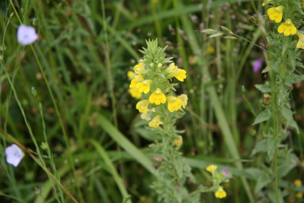 Yellow Glandweed at Our Pleasant Hill Home