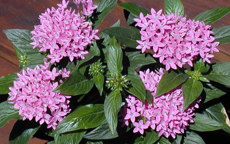 Pentas Galaxy Comet at Our Pleasant Hill Home