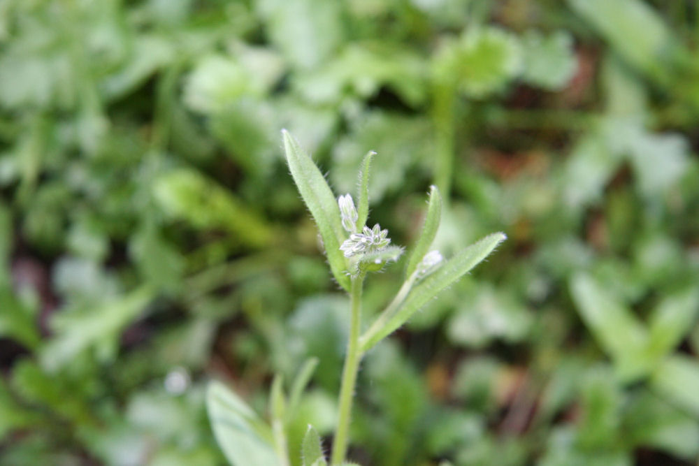 Pepper Cress at Our Pleasant Hill Home