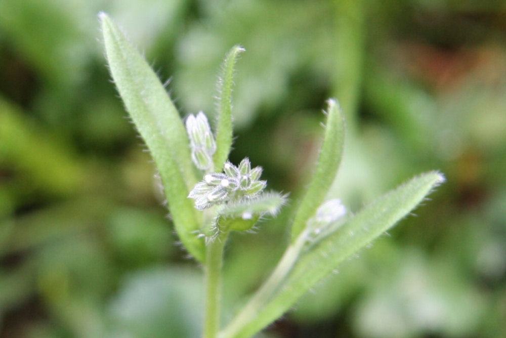 Pepper Cress at Our Pleasant Hill Home