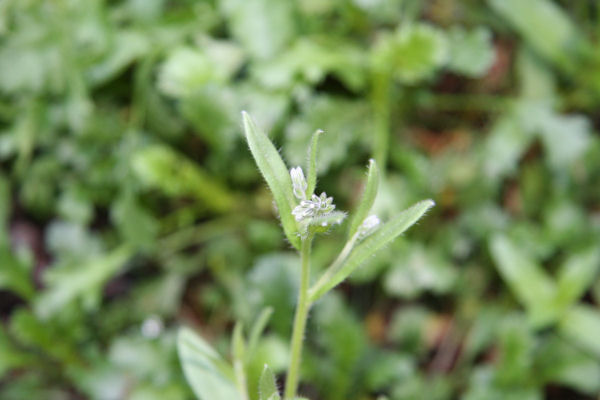 Pepper Cress