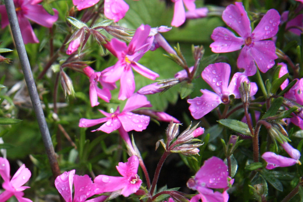 Moorheim Phlox at Our Pleasant Hill Home