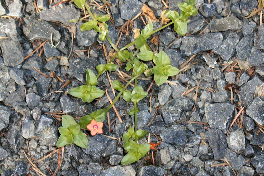 Pimpernel at Our Pleasant Hill Home