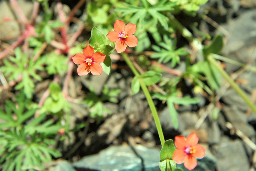 Pimpernel at Our Pleasant Hill Home