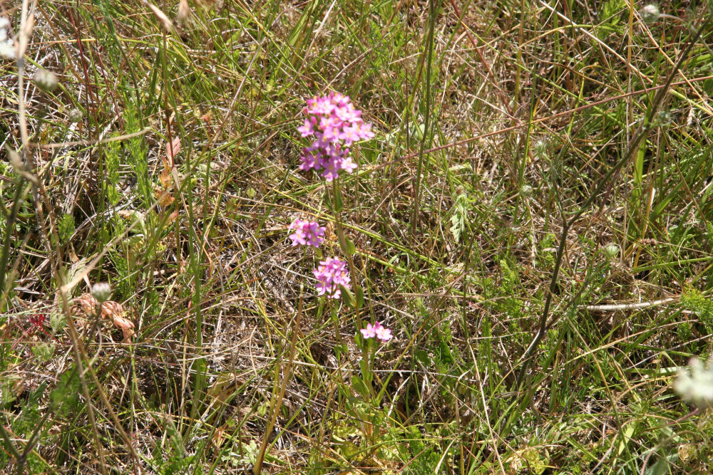 Grass Pink at Our Pleasant Hill Home