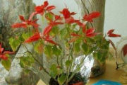 Poinsettia