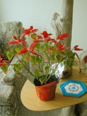 Poinsettia