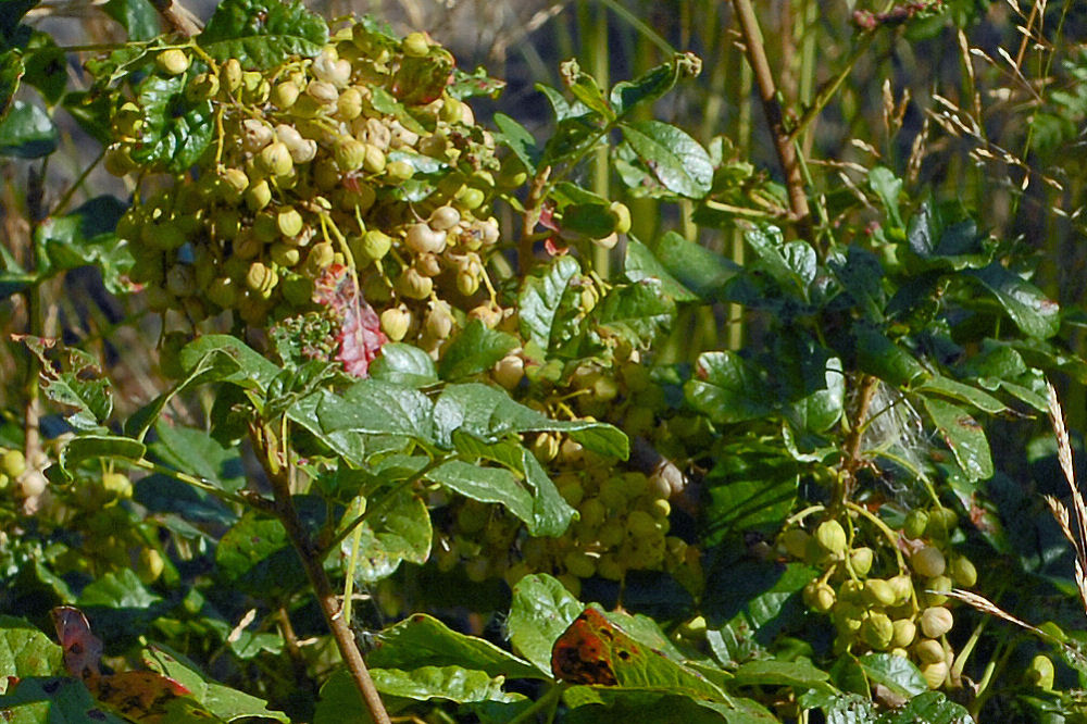 Poison Oak at Our Pleasant Hill Home