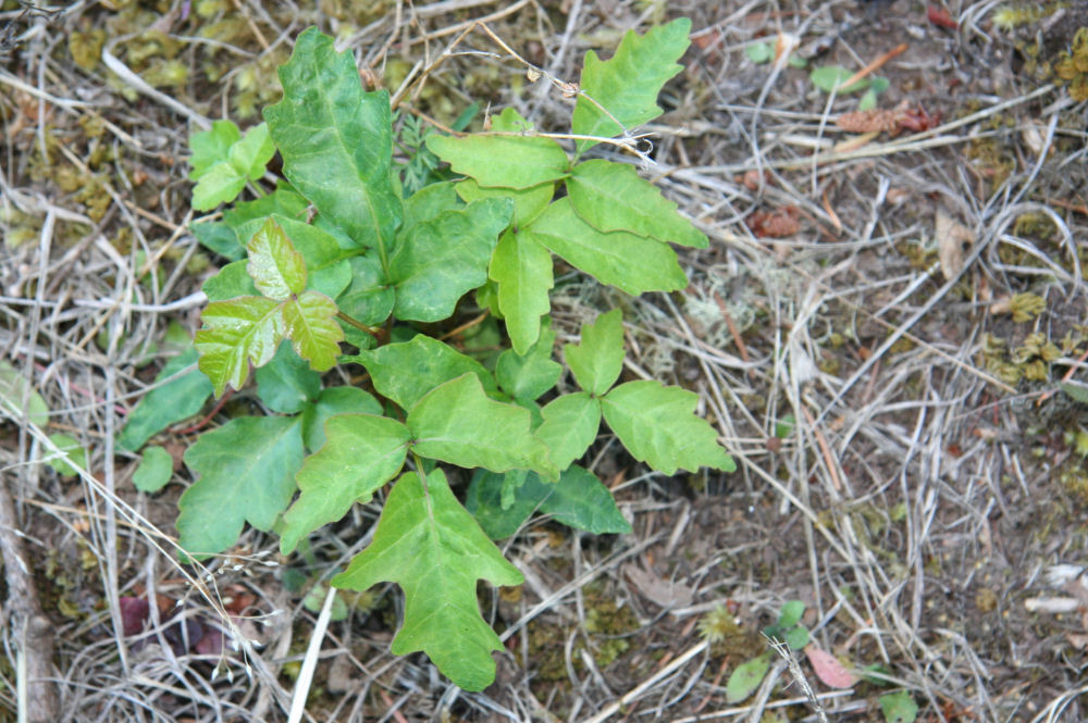 Poison Oak at Our Pleasant Hill Home