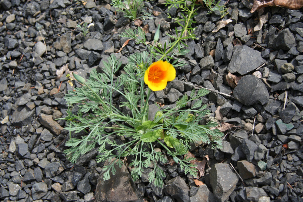 California Poppy at Our Pleasant Hill Home