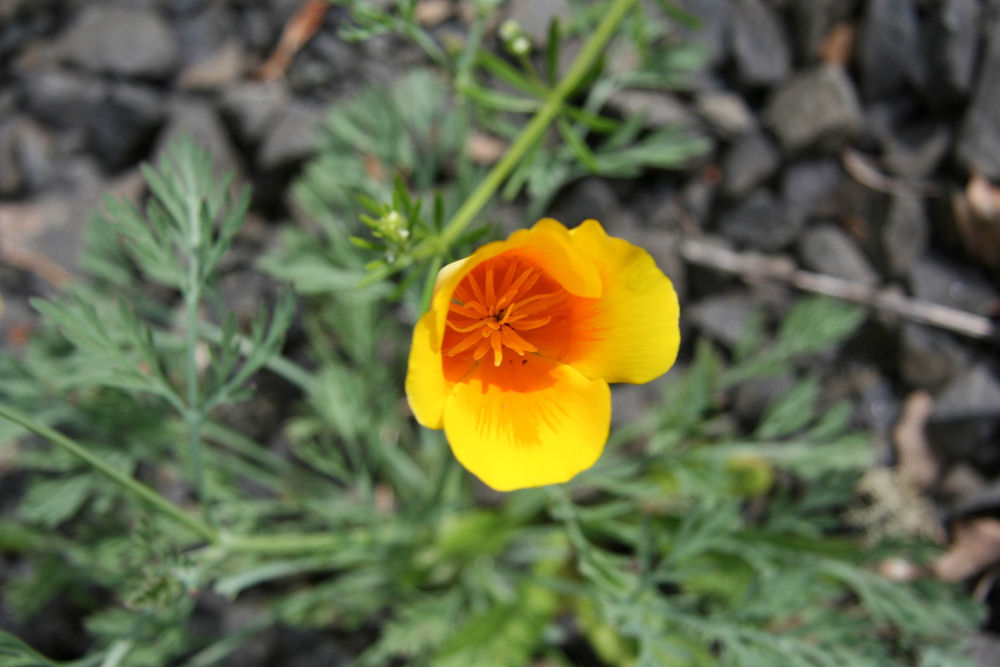 California Poppy at Our Pleasant Hill Home