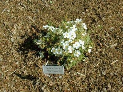 Abbotswood Potentilla