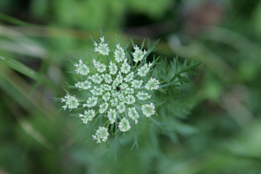 Queen Anne's Lace at Our Pleasant Hill Home