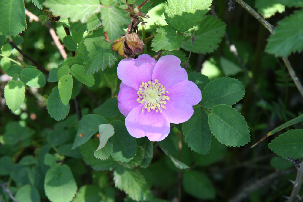 Nootka Rose at Our Pleasant Hill Home