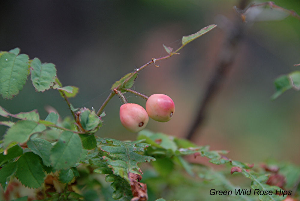 Nootka Rose at Our Pleasant Hill Home