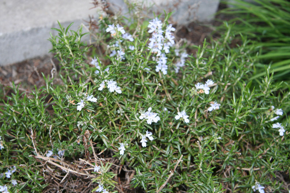 Rosemary at Our Pleasant Hill Home