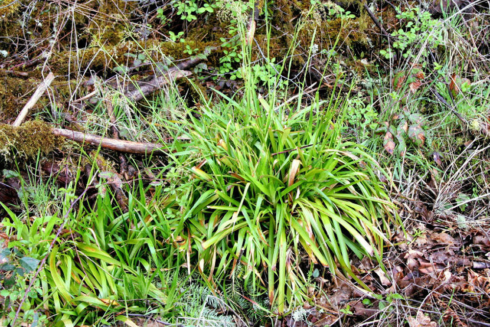 Wood Rush at our Pleasant Hill Home