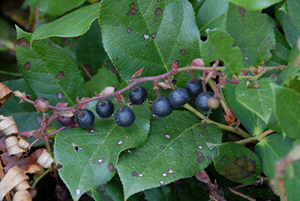 Salal at Our Pleasant Hill Home