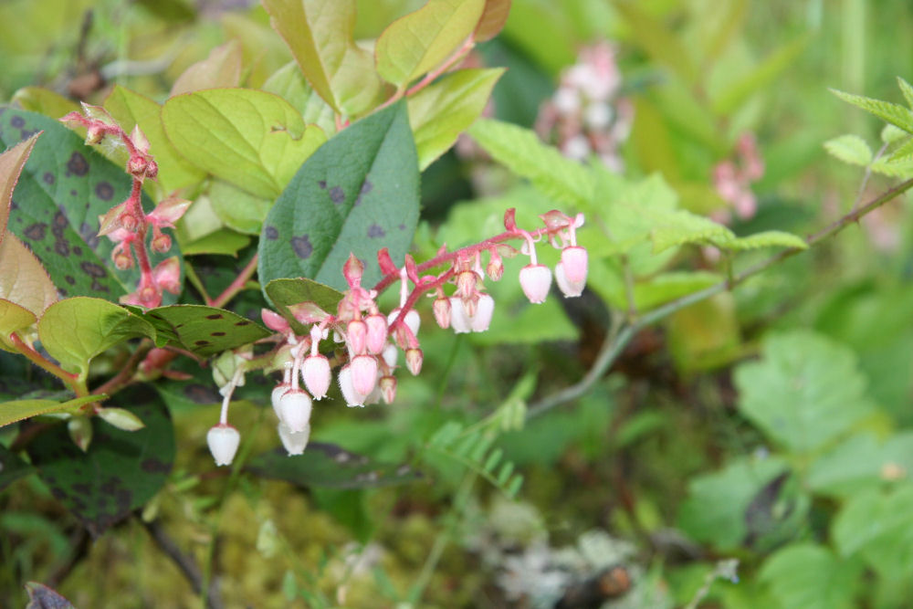 Salal at Our Pleasant Hill Home