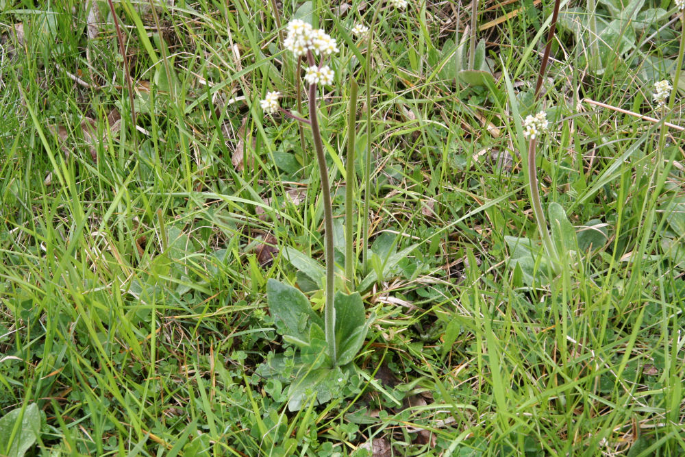 Diamond-leaf Saxifrage at Our Pleasant Hill Home