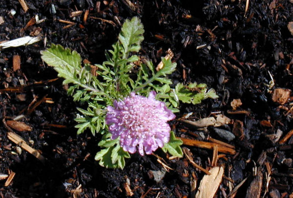 Scabiosa