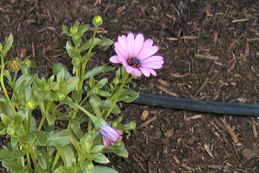 Soprano Purple at Our Pleasant Hill Home