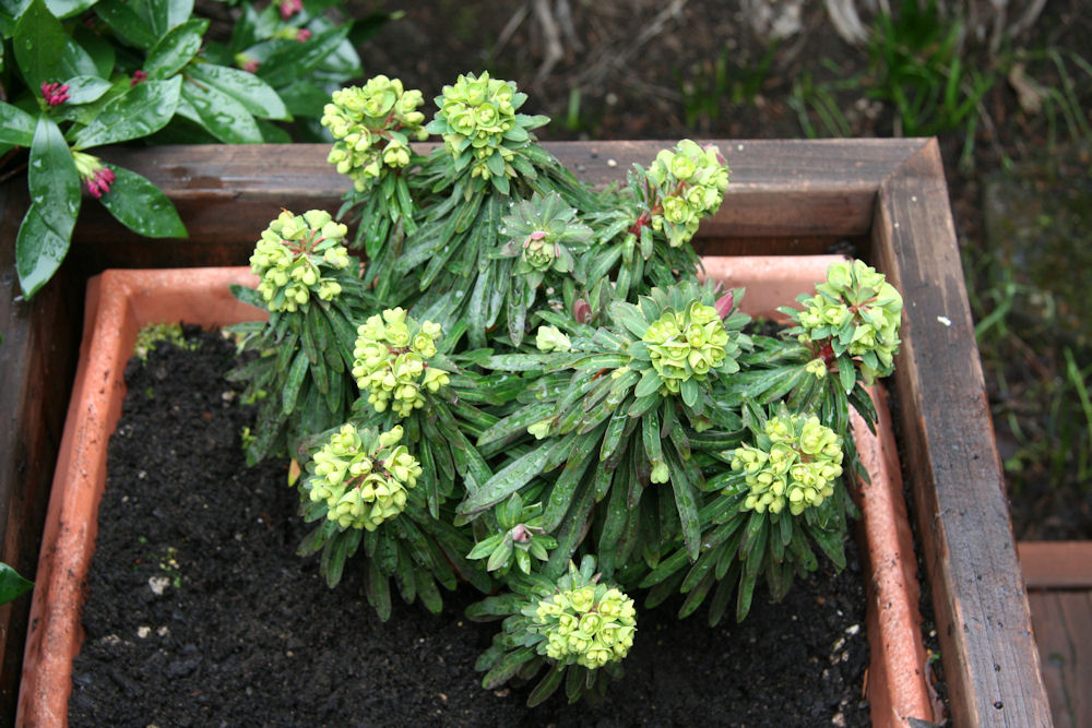 Spurge at Our Pleasant Hill Home