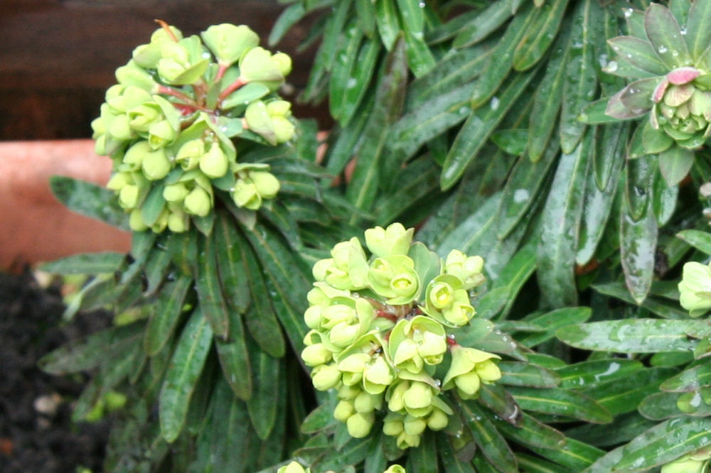 Spurge at Our Pleasant Hill Home