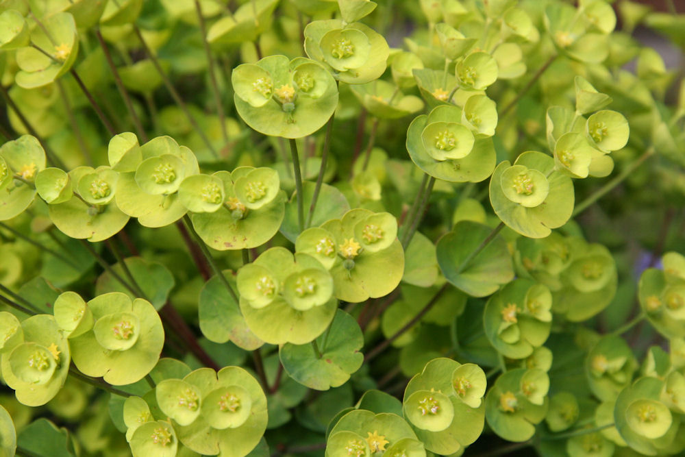 Spurge at Our Pleasant Hill Home