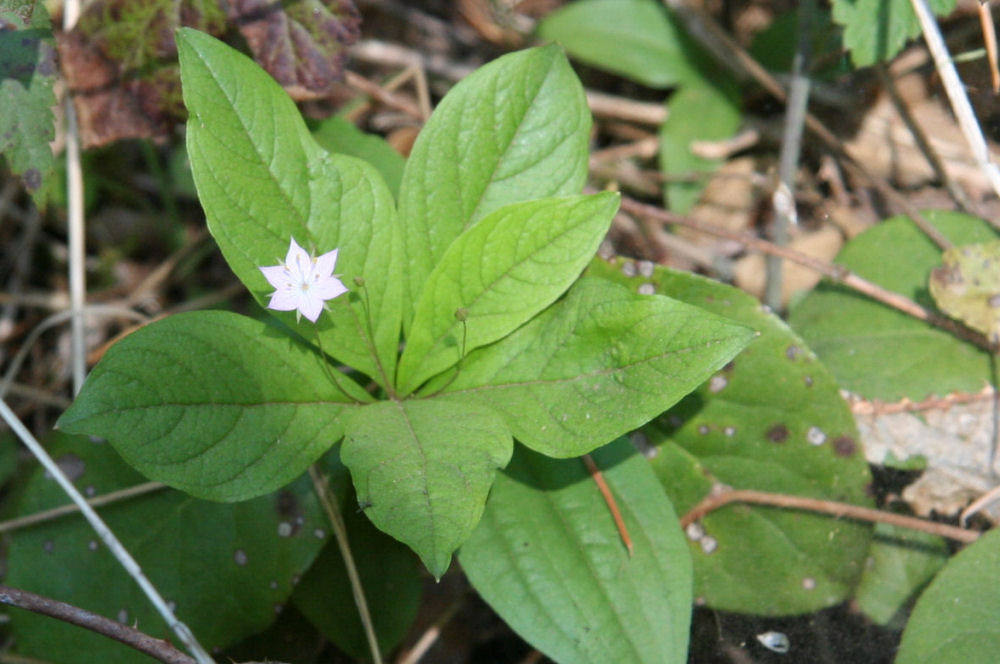 Northern Starflower