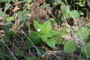 Starflower, Noprthern