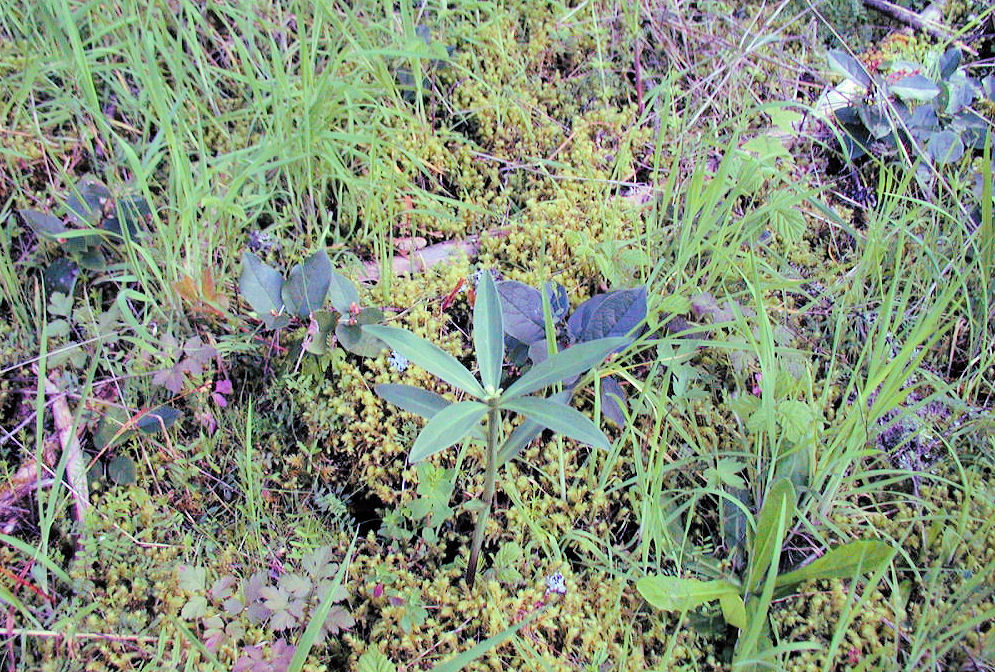 Western Starflower at Our Pleasant Hill Home