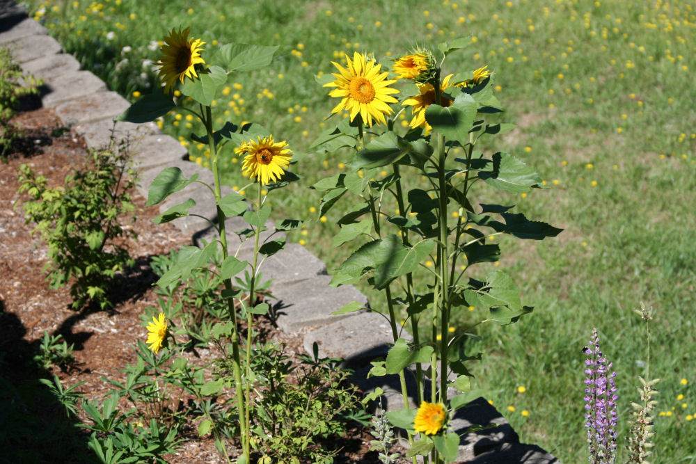 Common Sunflower at Our Pleasant Hill Home