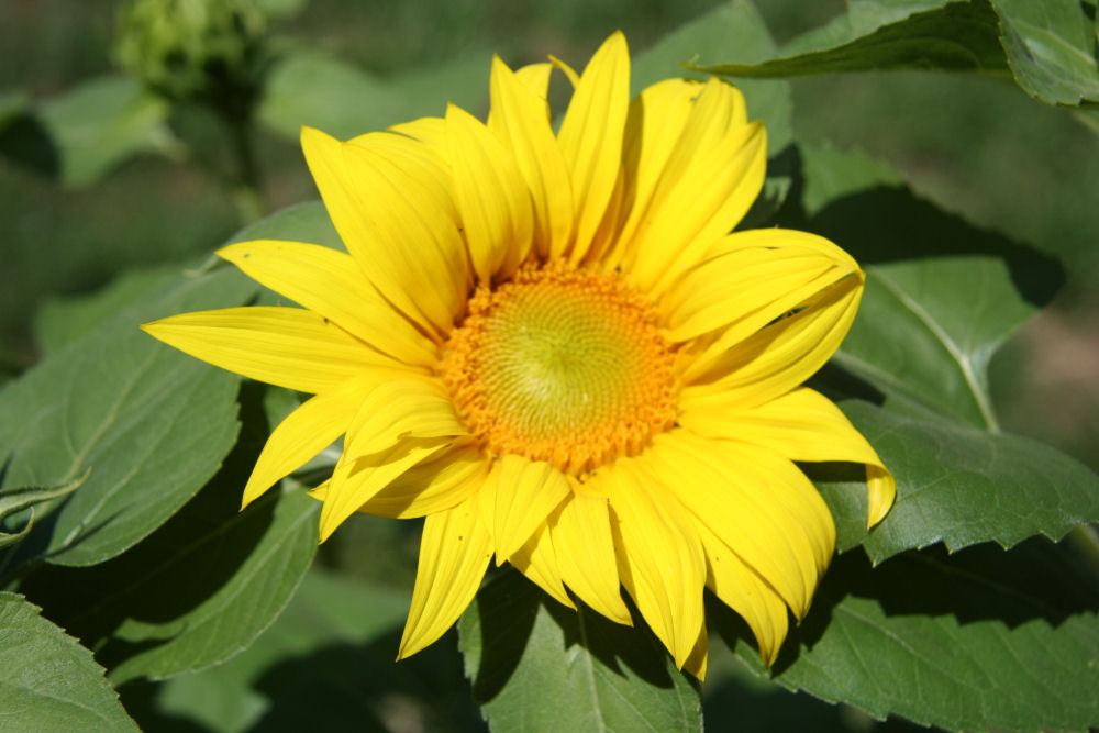 Common Sunflower at Our Pleasant Hill Home