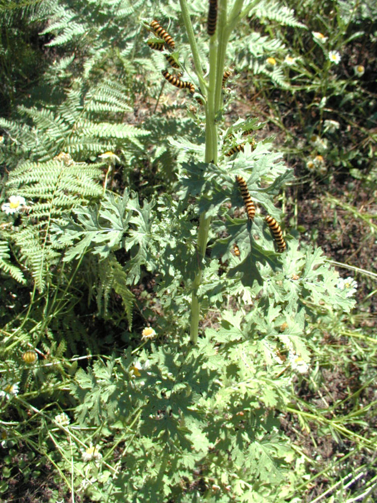 Tansy Ragwort at Our Pleasant Hill Home