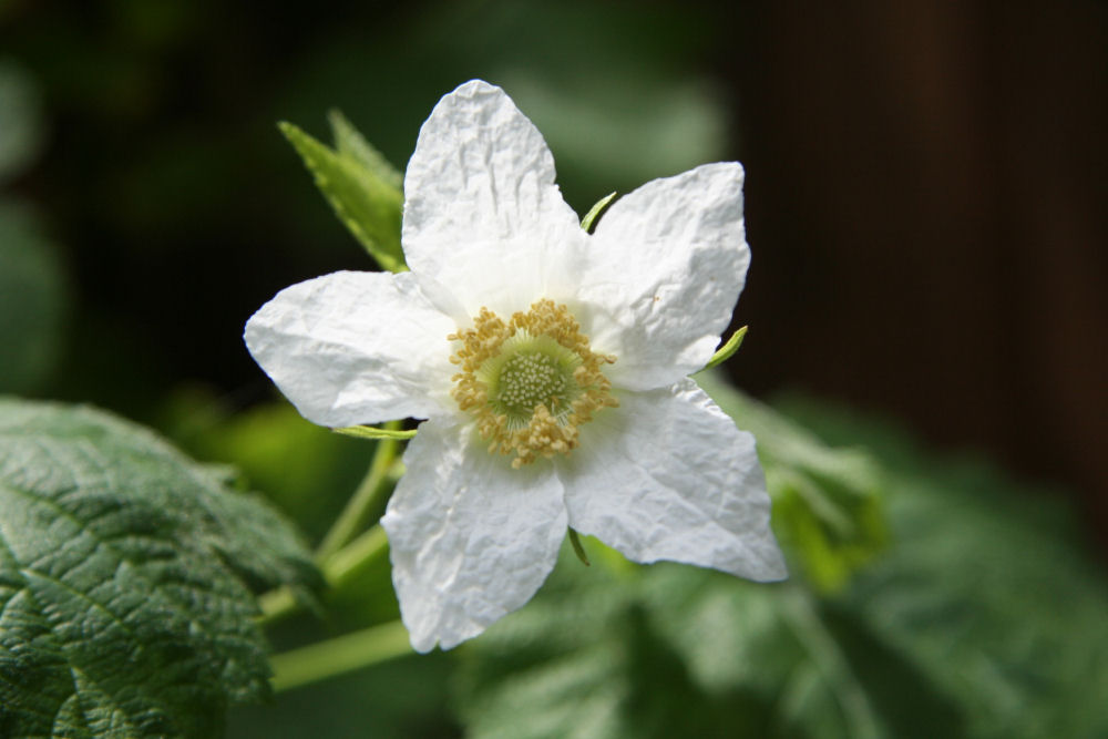 Thimbleberry at Our Pleasant Hill Home