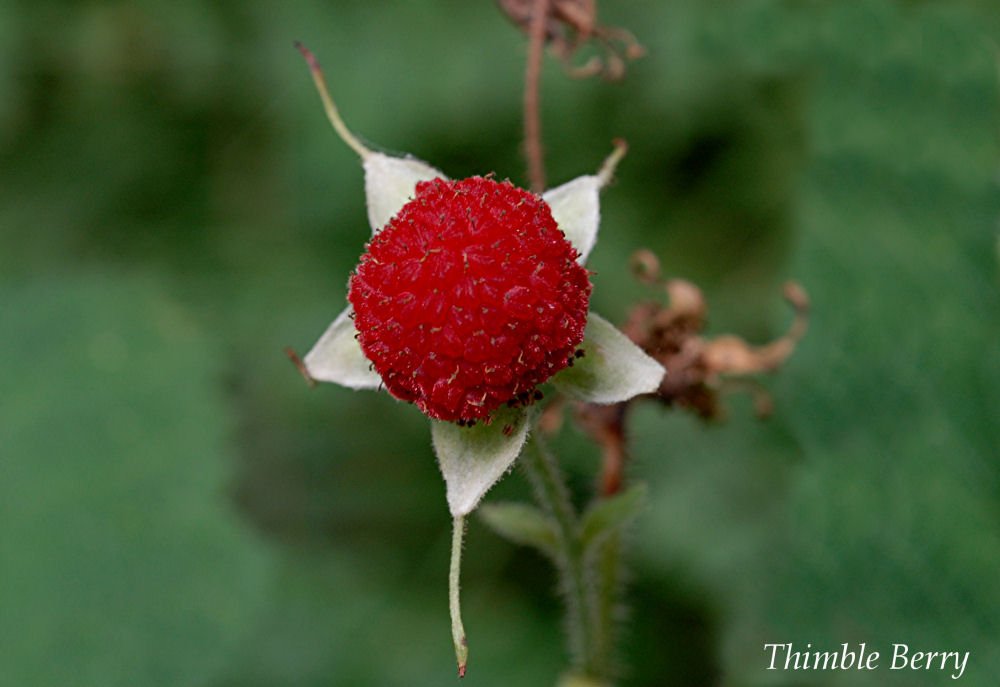 Thimbleberry at Our Pleasant Hill Home