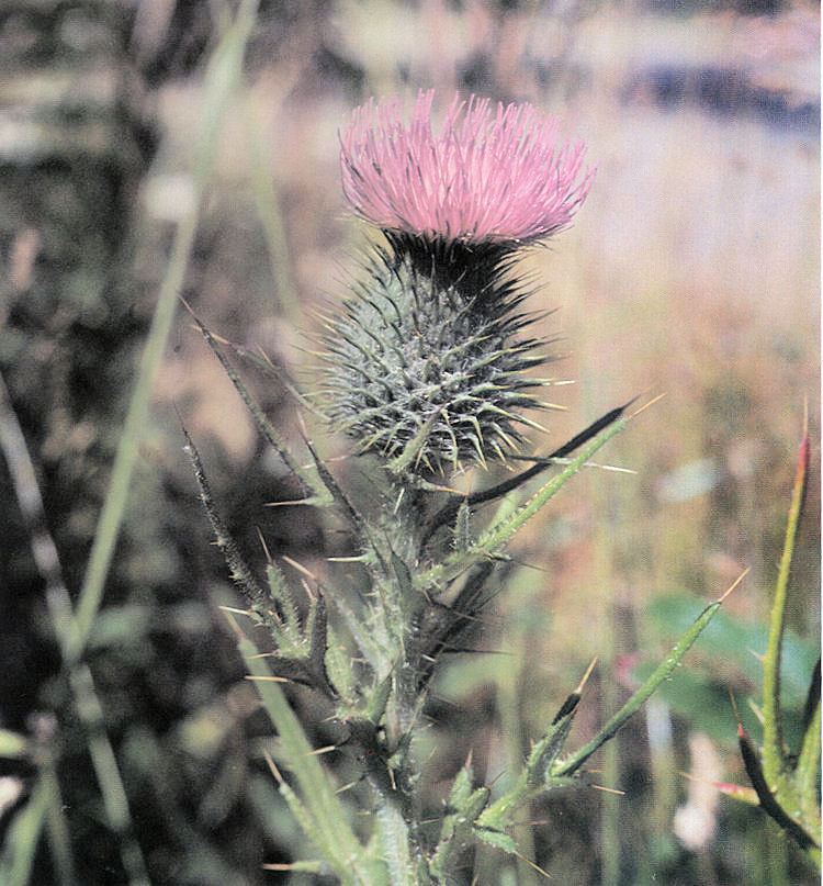 Bull Thistle at Our Pleasant Hill Home