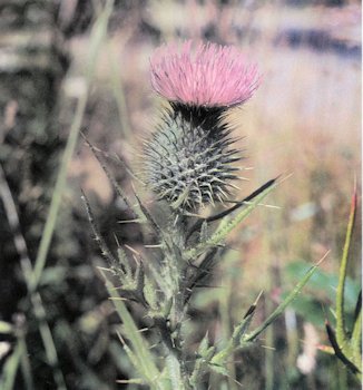 Bull Thistle